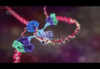 Embedded thumbnail for DNA animations