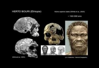 Embedded thumbnail for H. sapiens, Néandertal et compagnie (H. floresiensis, Dénisoviens, etc.) (3/3)