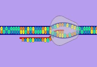 Embedded thumbnail for Expression de l&amp;#039;information génétique: Transcription &amp;amp; Traduction